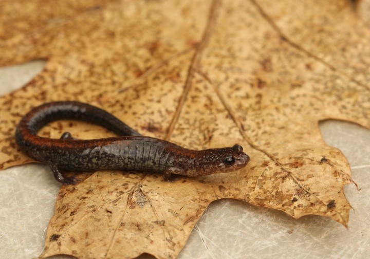 Redback Salamander